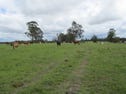 179, Four Mile Lane, Clarenza, NSW 2460