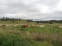3019 Wyuna Road, Mullaley, NSW 2379