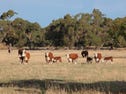 "Spotshill" Via Biscuit Flat, Robe, SA 5276