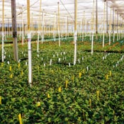 Clonal Solutions Australia, 5970 Kennedy Highway, Walkamin, Qld 4872