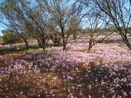 Mullewa Wa