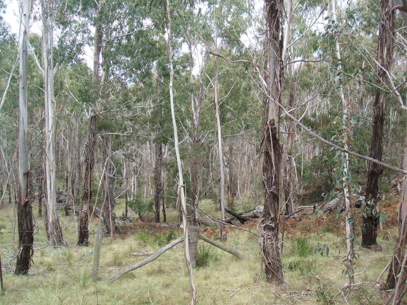 Anembo