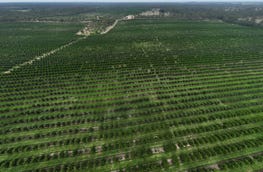 Bucca Qld 4670