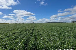 Wilgaroi, 207 Wilgaroi Road Bellata NSW 2397