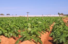 Lot 3000 Robert Road Virginia SA 5120