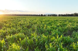 Killaloo, 214 Drillham South Road Drillham Qld 4424