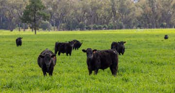 Tambar Springs NSW 2381 - Image 1