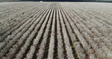 Tharbogang NSW 2680 - Image 1