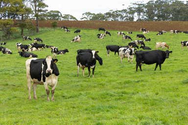 Reston, 99 Jocks Road Forest TAS 7330 - Image 4