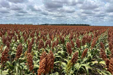 Jandowae QLD 4410 - Image 3