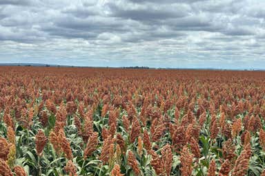 Jandowae QLD 4410 - Image 4