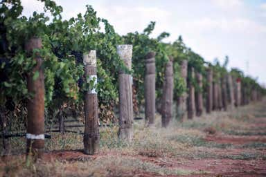 Casella Vineyard Portfolio | NSW & SA - Image 4