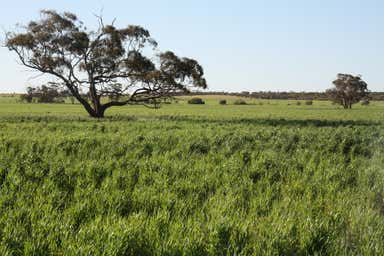 Speyside Estate, 263 Speyside Road Mullewa WA 6630 - Image 3