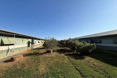 Southern Cross Poultry, 85 Wandel Rd Owen SA 5460 - Image 4