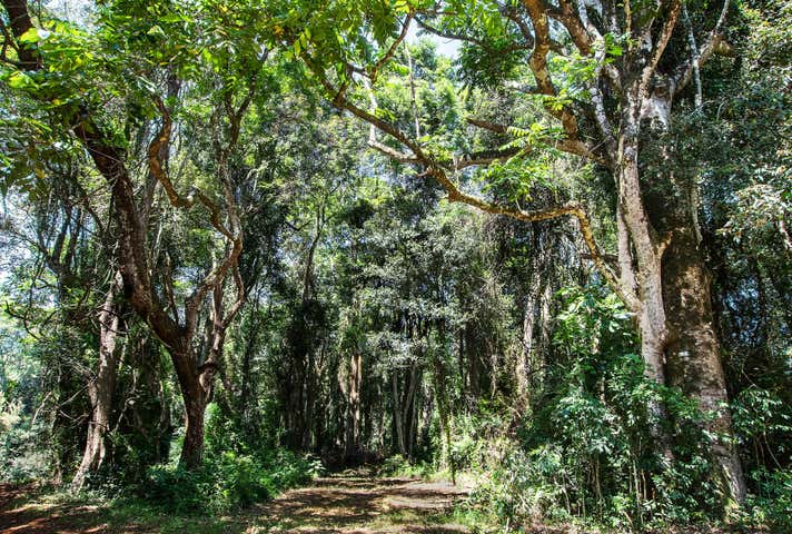 Paradise, 384 Eureka Road Eureka NSW 2480 - Image 4