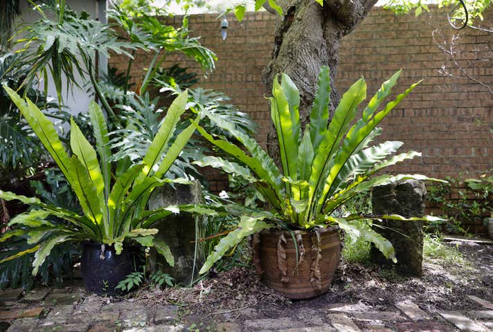 1 Arundel Street Glebe NSW 2037 - Image 6