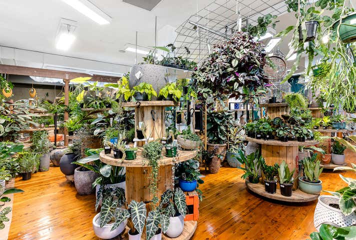 661 Darling Street Rozelle NSW 2039 - Image 4