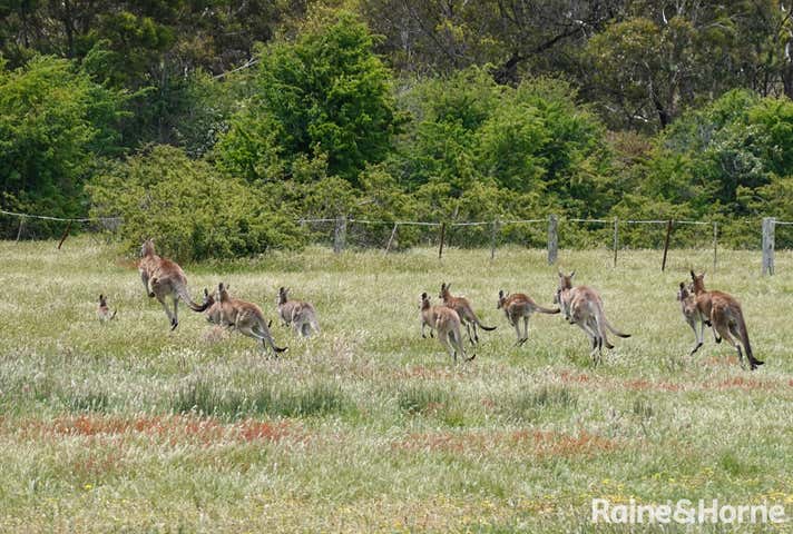 163 Main Road Riddells Creek VIC 3431 - Image 21