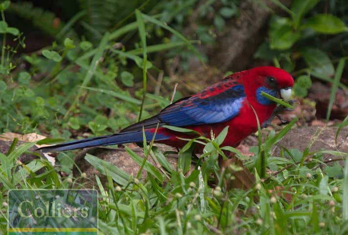 67 McLennan Road Paluma QLD 4816 - Image 25