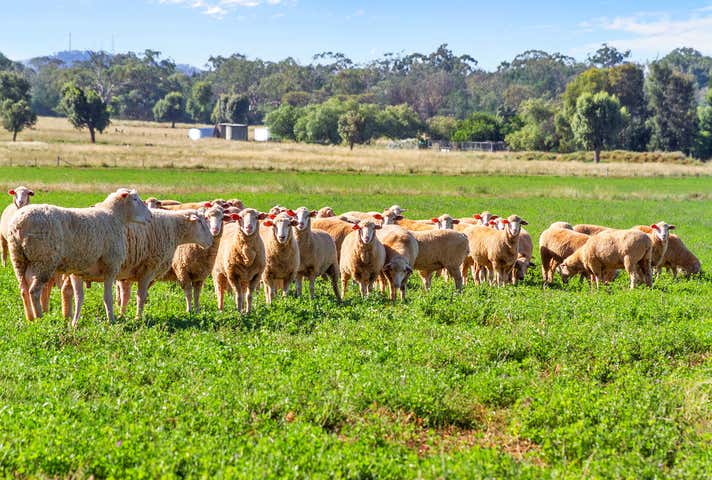 1148 Manilla Road Hallsville NSW 2340 - Image 5