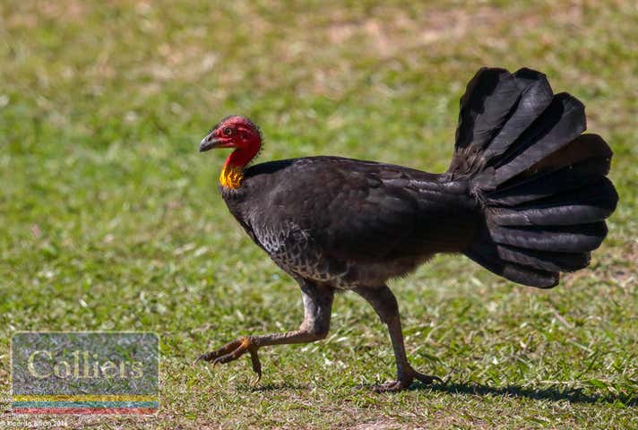 67 McLennan Road Paluma QLD 4816 - Image 24