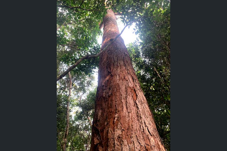 The Cedars, Endeavour Battlecamp Road Cooktown QLD 4895 - Image 1