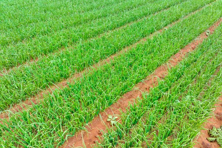 Lot, 3 Kerta Road Mypolonga SA 5254 - Image 2