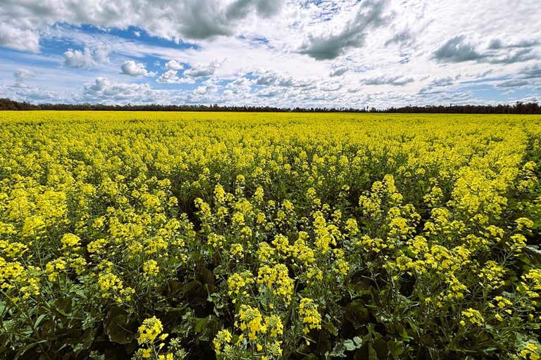 Goondiwindi Grain Hub, 18833 Gore Highway Goondiwindi QLD 4390 - Image 4