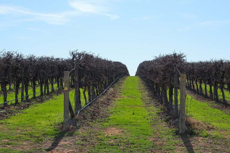 Yankabilly Vineyard, 556 High Darling Road Wentworth NSW 2648 - Image 3