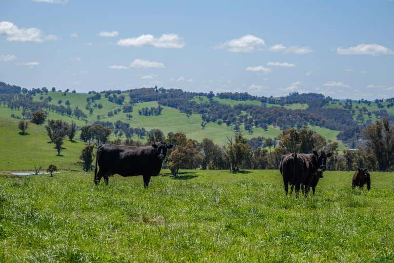 Wirribilla, 166 Wirribilla Road Walcha NSW 2354 - Image 1