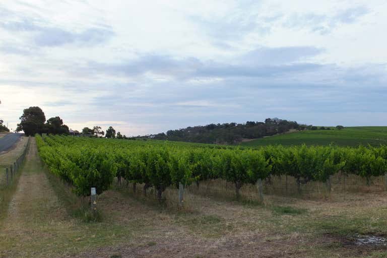 Rayner Vineyard, Chalk Hill Road & Twenty Eight Road McLaren Vale SA 5171 - Image 3