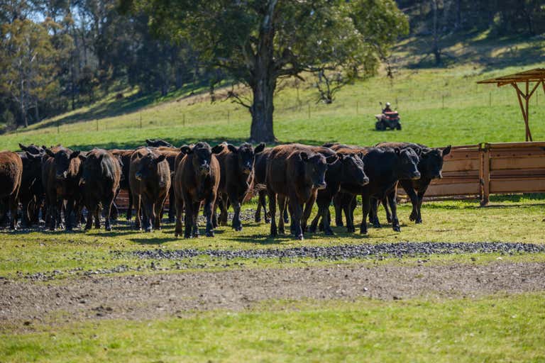 Walcha NSW 2354 - Image 4