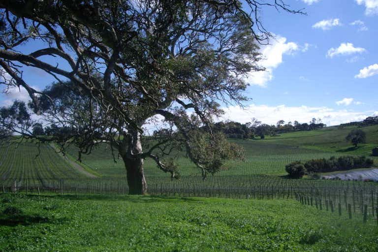 Shining Rock Vineyard, Jeffrey Street & Little Dubllin Road Nairne SA 5252 - Image 4