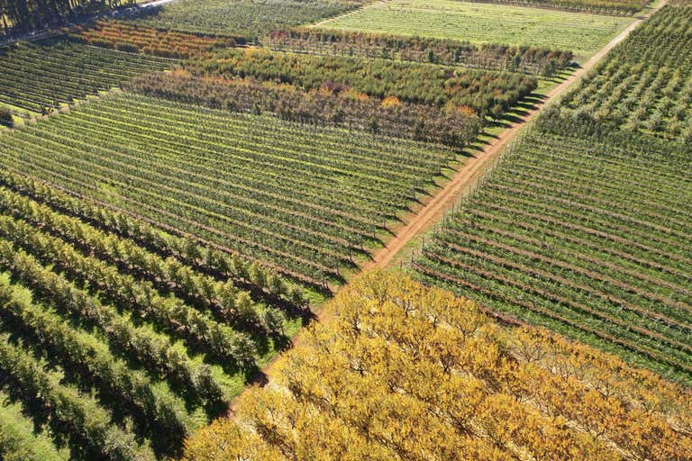 Guadagnino Orchards, 595 Seven Day Road, Manjimup, WA 6258 Commercial