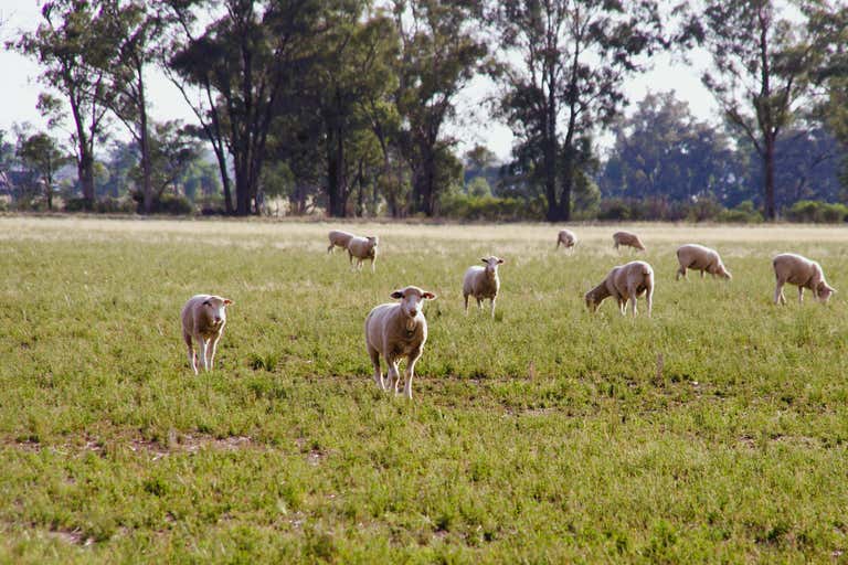 1041 Balladoran Railway Road Gilgandra NSW 2827 - Image 4