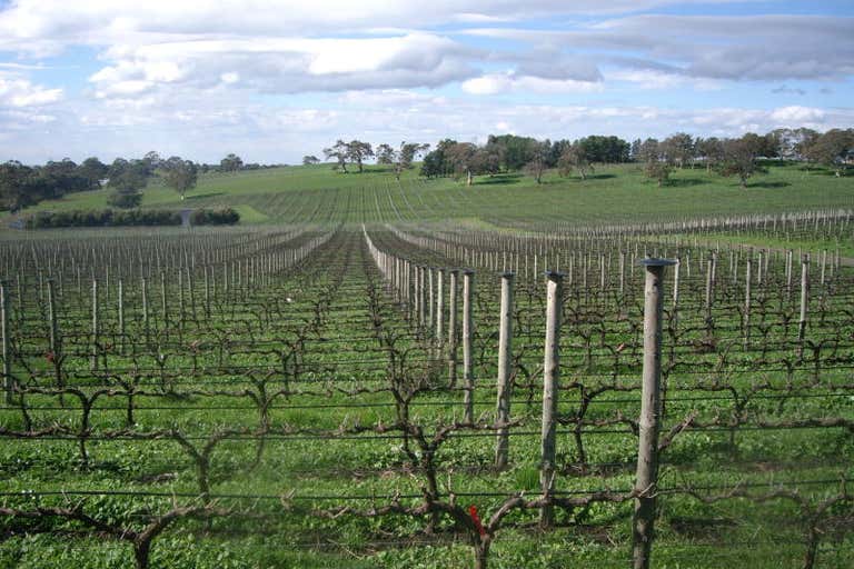 Shining Rock Vineyard, Jeffrey Street & Little Dubllin Road Nairne SA 5252 - Image 1