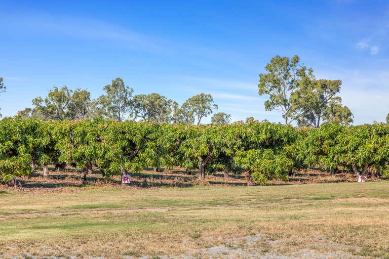 Riverview Mangos, 11 Lindleys Road Etna Creek QLD 4702 - Image 4