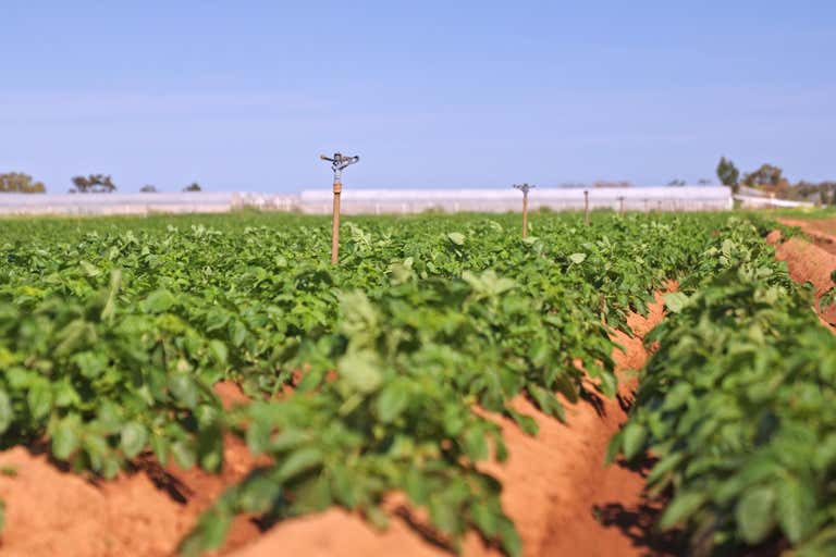 Lot 3000 Robert Road Virginia SA 5120 - Image 1