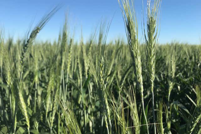 Jandowae QLD 4410 - Image 2